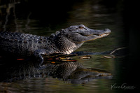 Mr. Alligator