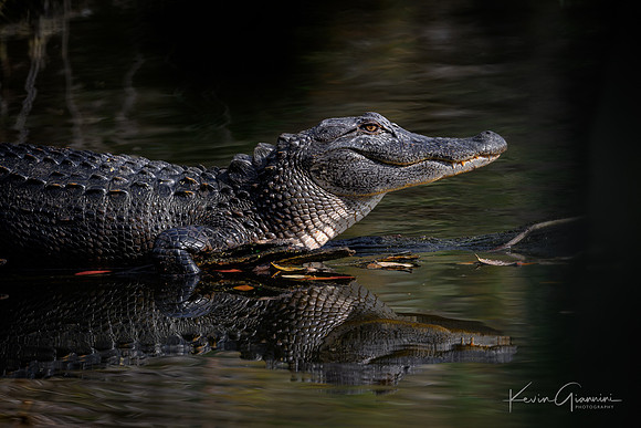 Mr. Alligator