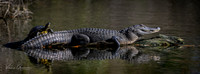 Alligator and Friend