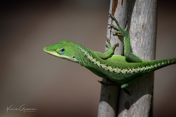 Anole