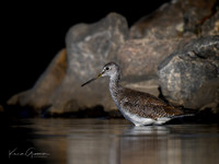 Greater Yellowlegs