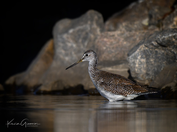 Greater Yellowlegs
