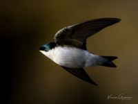 Tree Swallow
