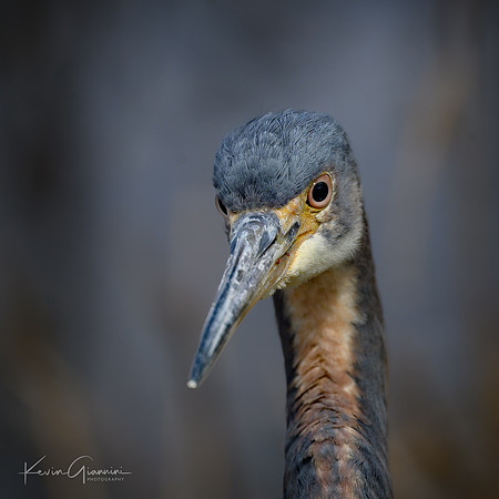 Tricolored Heron