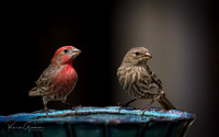 House Finches