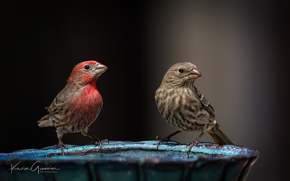 House Finches