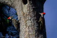 Pileated Woodpecker