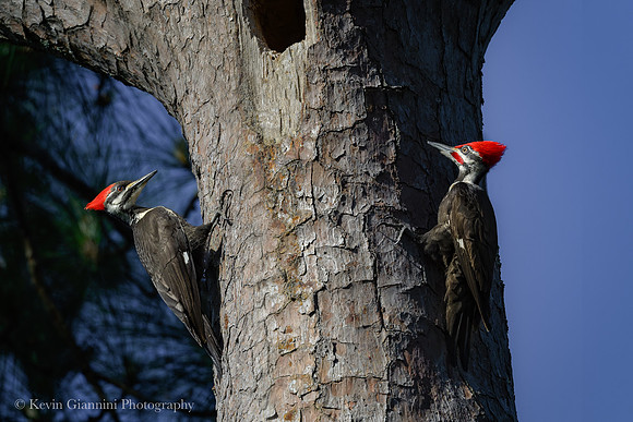 Pileated Woodpecker