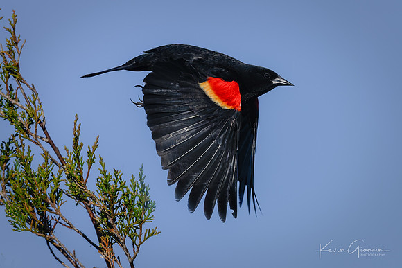 Red-winged Black bird