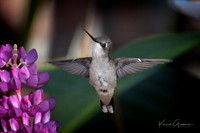 Ruby-throated Hummingtbird