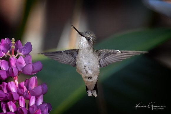 Ruby-throated Hummingtbird