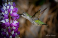Ruby-throated Hummingtbird