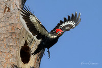 Pileated Woodpecker