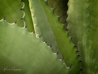 Agave