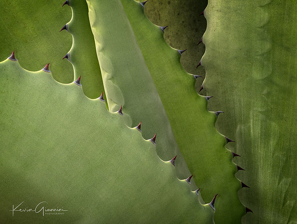 Agave