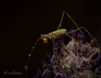Insect Macro