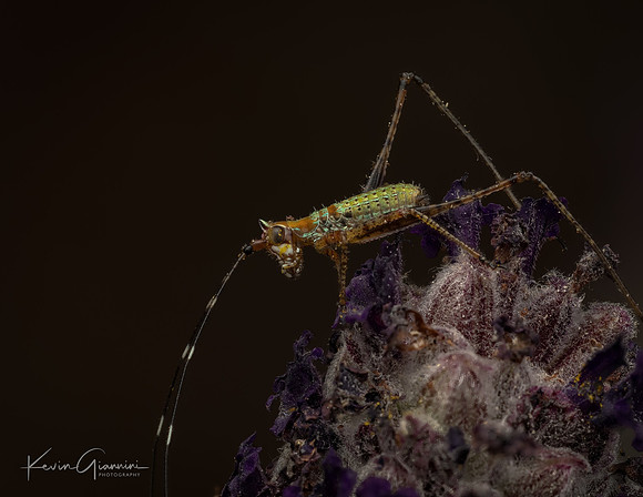 Insect Macro