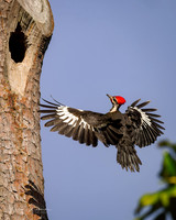 Pileated Woodpecker