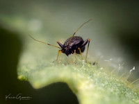 Insect Macro