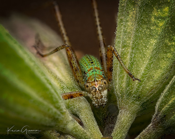 Insect Macro
