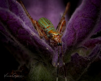 Insect Macro