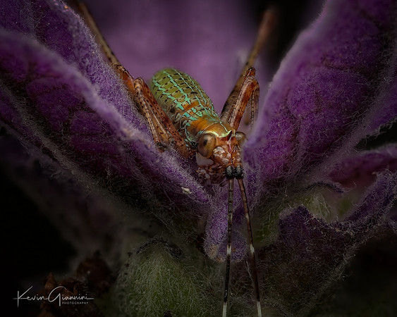 Insect Macro