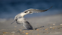 Sandwich Tern(s)