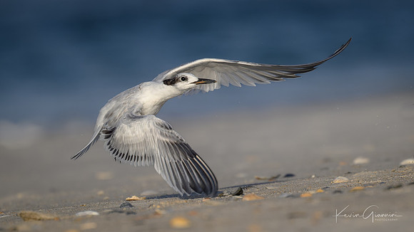 Sandwich Tern(s)