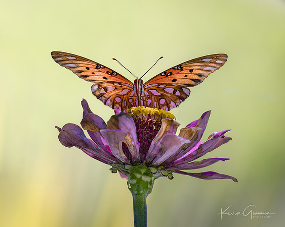Gulf Fritillary