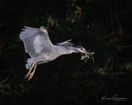 Black-crowned Night Heron