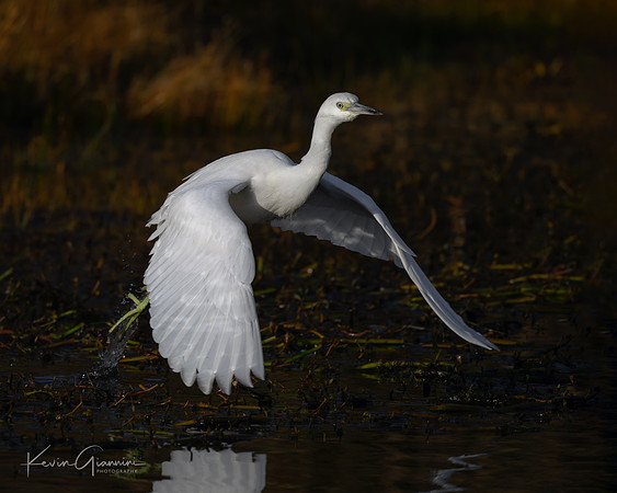Little Blue Heron