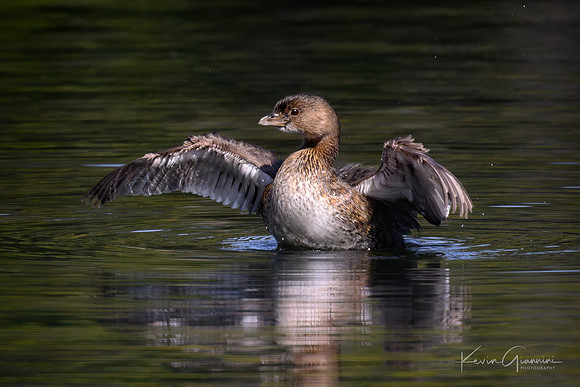 Pied-billed Grebe