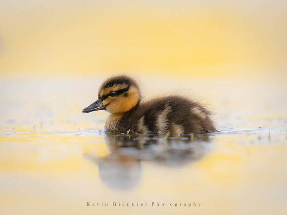 Mallard Duckling