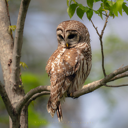 Barred Owl