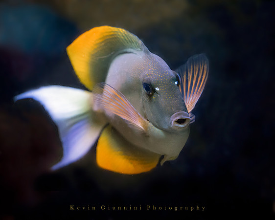 Aquarium Fish