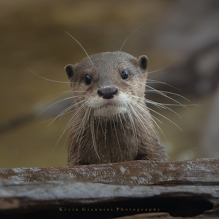 Asian Small-clawed Otter