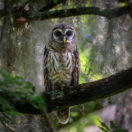 Barred Owlet