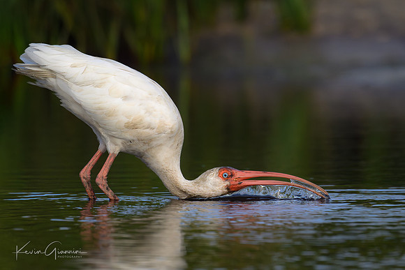 White Ibis
