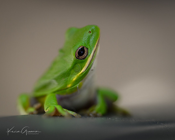 Green Tree Frog