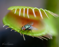 Venus Flytrap and visitor