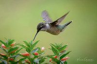 Ruby Throated Hummingbird