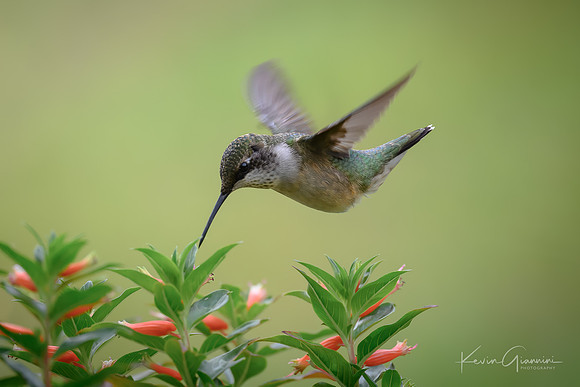 Ruby Throated Hummingbird