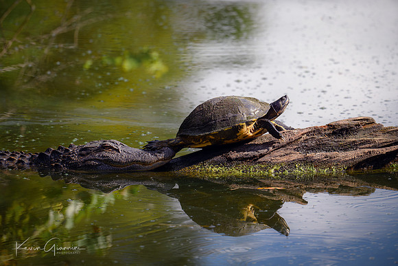 Turtle and friend