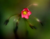 Pink Sorrel  - Blue Ribbon
