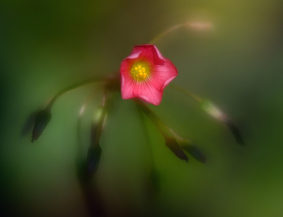Pink Sorrel  - Blue Ribbon