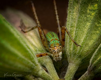 Insect Macro