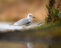 Bonaparte's Gull
