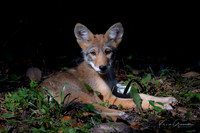 Coyote Pup
