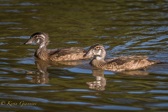 Wood Ducks
