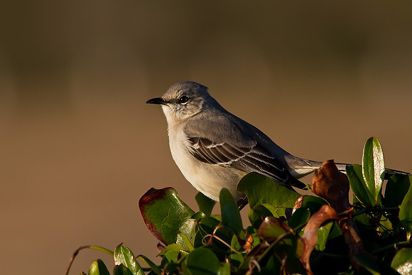 Northern Mockingbird